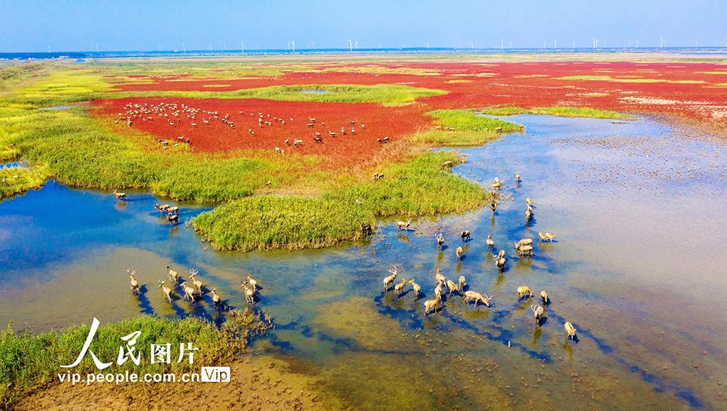 江苏东台:野生麋鹿聚集条子泥湿地|东台|江苏|聚集_新浪新闻