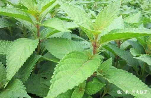 农村一种野草,是民间的草药,以前不被重视,现在一斤卖10块钱!