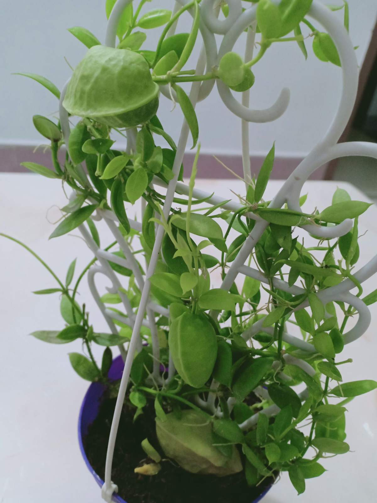 家里养盆青蛙藤叶子是个小荷包像个钱袋子