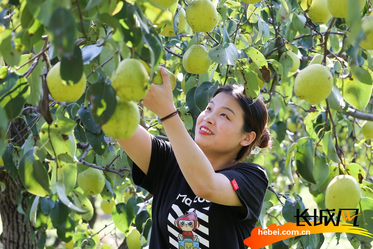 游客在晋州市总十庄镇武邱村的梨园游玩.