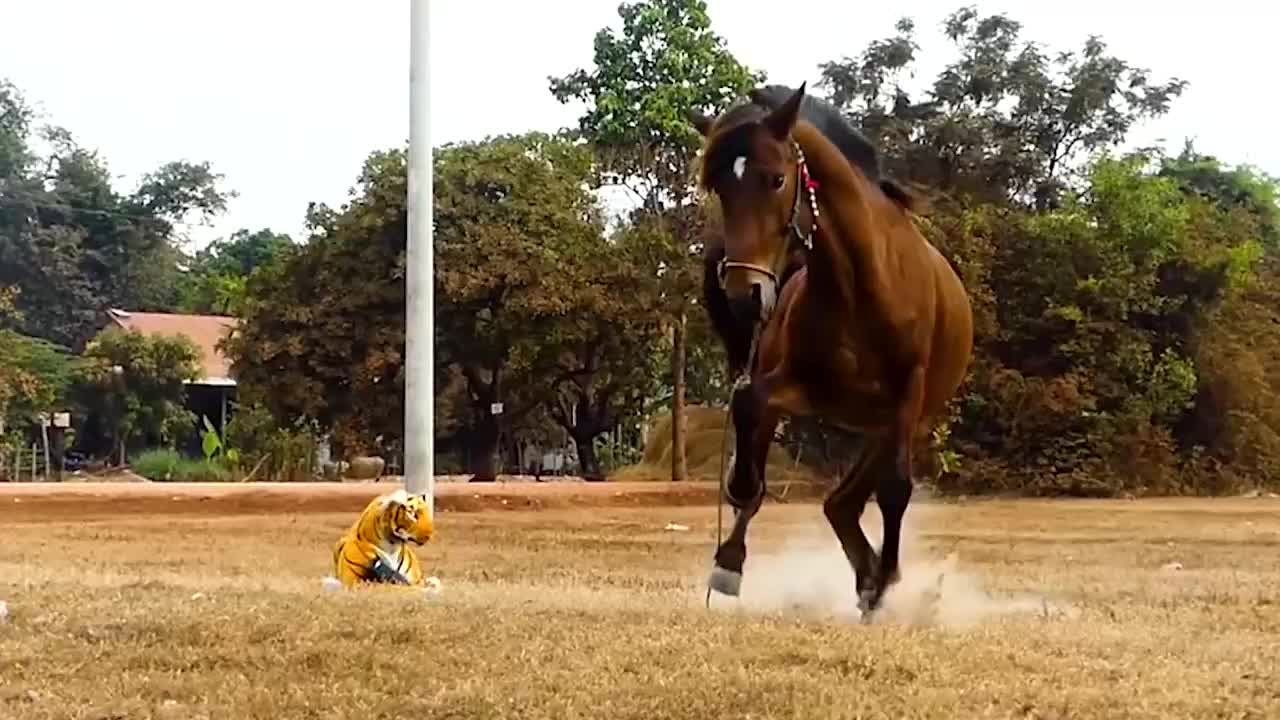 男子用假老虎吓唬马儿吓得马儿魂飞魄散