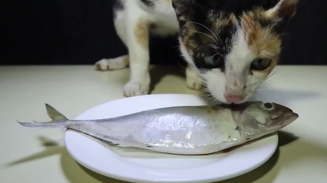 为何猫吃鱼从来不怕卡刺看完解开疑惑