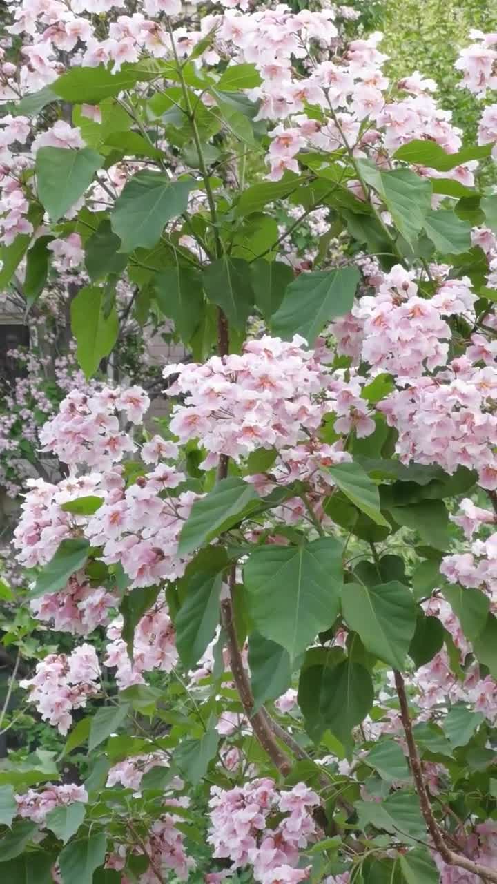 楸树花开,璀璨似锦__财经头条