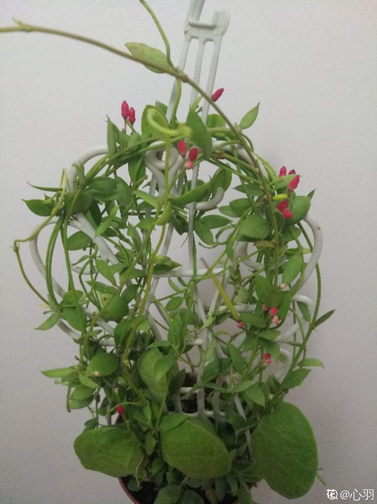 家里养盆青蛙藤叶子是个小荷包像个钱袋子