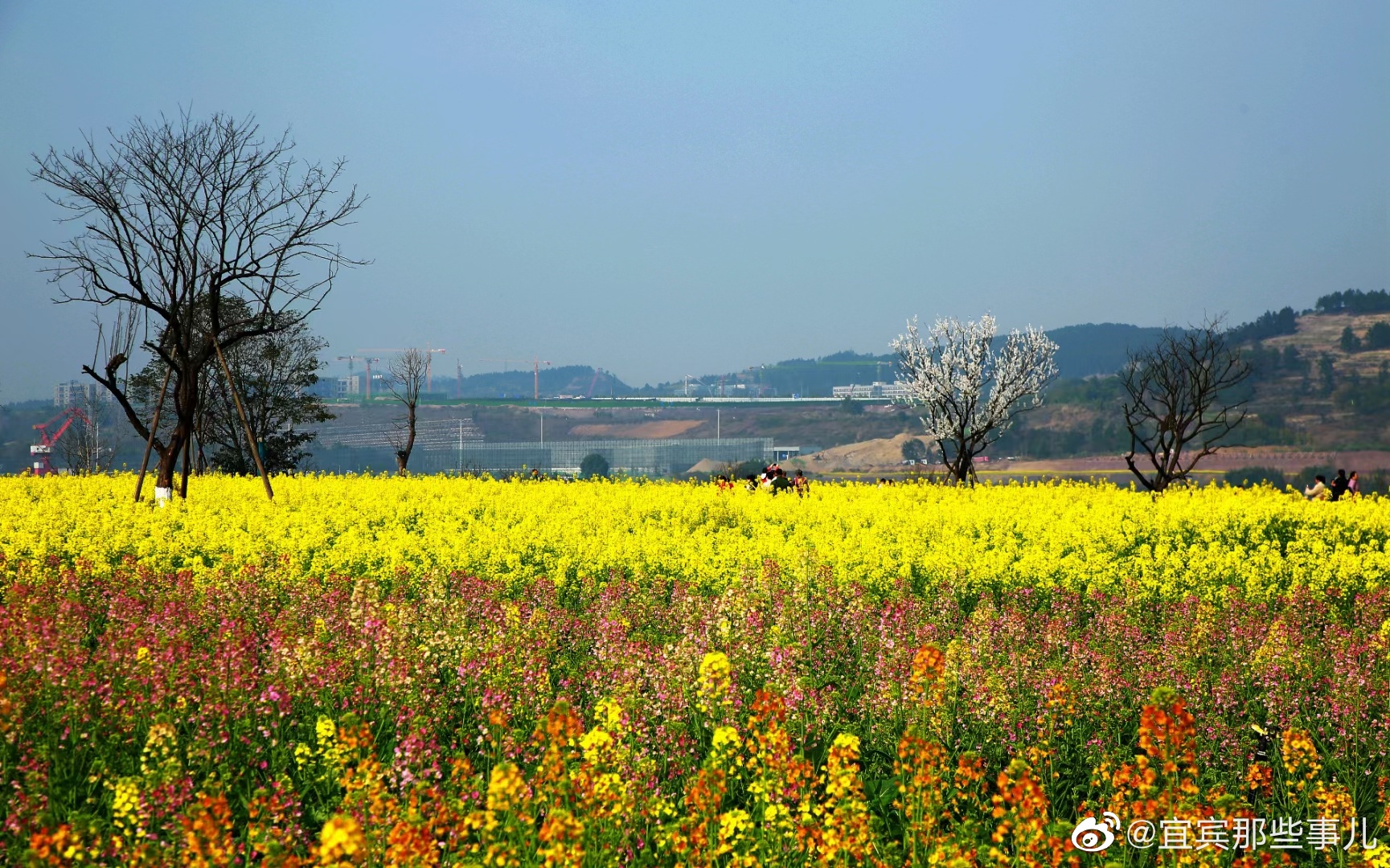 李庄月亮田景区的油菜花开了,约起!__财经头条