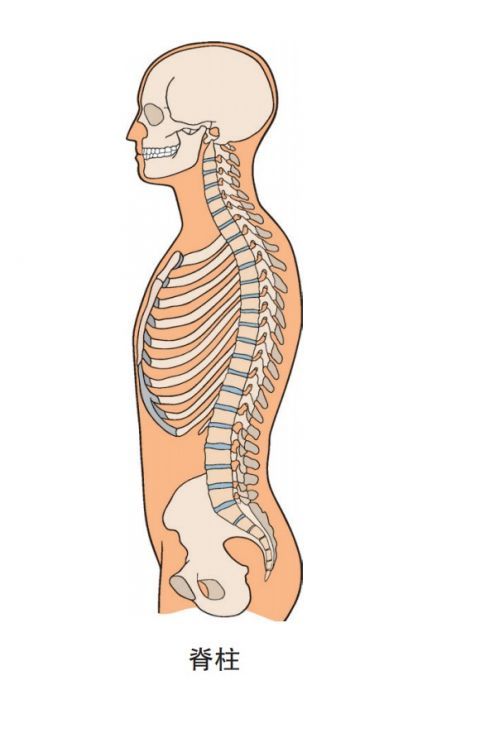 脊柱骨折随意搬运会送命
