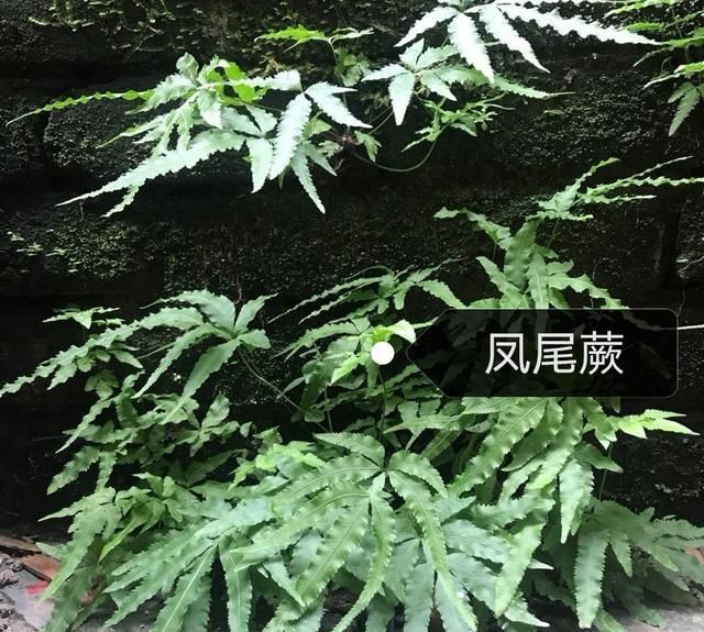 养腻了普通花草试试蕨类植物吧你保准会喜欢