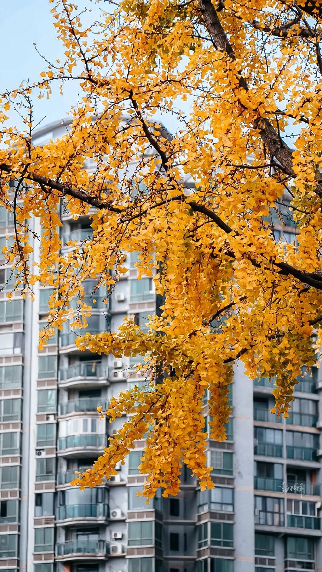 【2022最美银杏大片,正在上映~】__财经头条