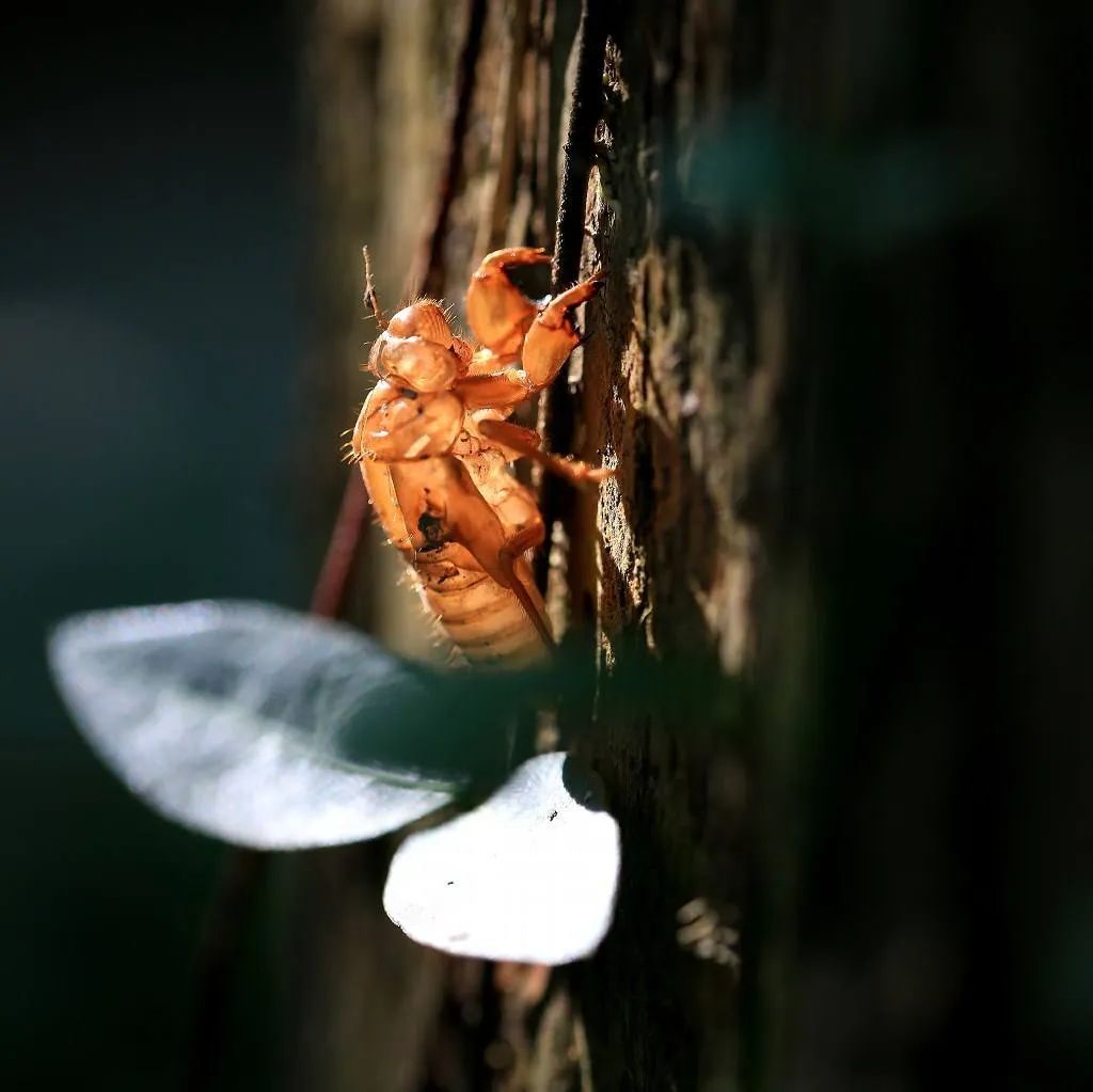 精选诗歌|夜晚唧唧的秋虫翻开大地的经卷休闲区蓝鸢梦想 - Www.slyday.coM 精选诗歌|夜晚唧唧的秋虫翻开大地的经卷休闲区蓝鸢梦想 - Www.slyday.coM