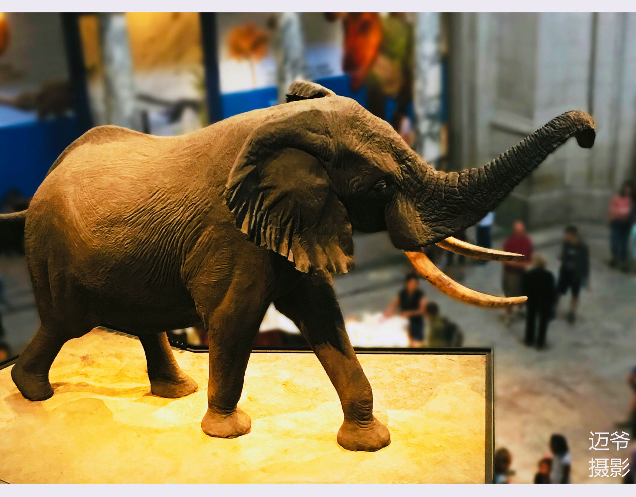 华盛顿自然历史博物馆标本