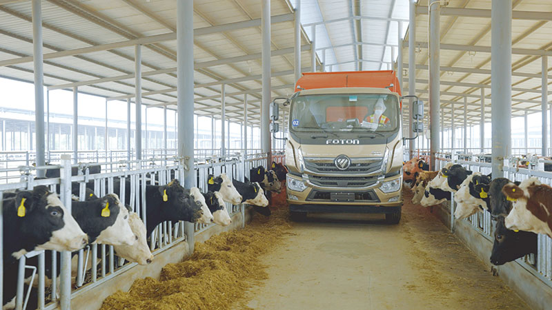 "智慧"养牛 "牛"劲十足|凤合|头牛|肉牛_新浪新闻