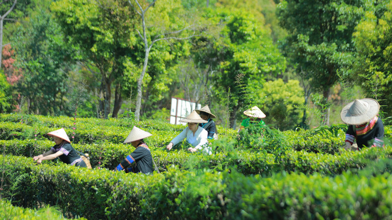 中国大叶白茶之乡——景谷大白茶原产地春茶开采|大白茶|景谷|春茶_新浪新闻