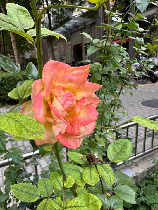 iPhone 14 Pro Max体验 灵动岛之外还有哪些惊喜？休闲区蓝鸢梦想 - Www.slyday.coM