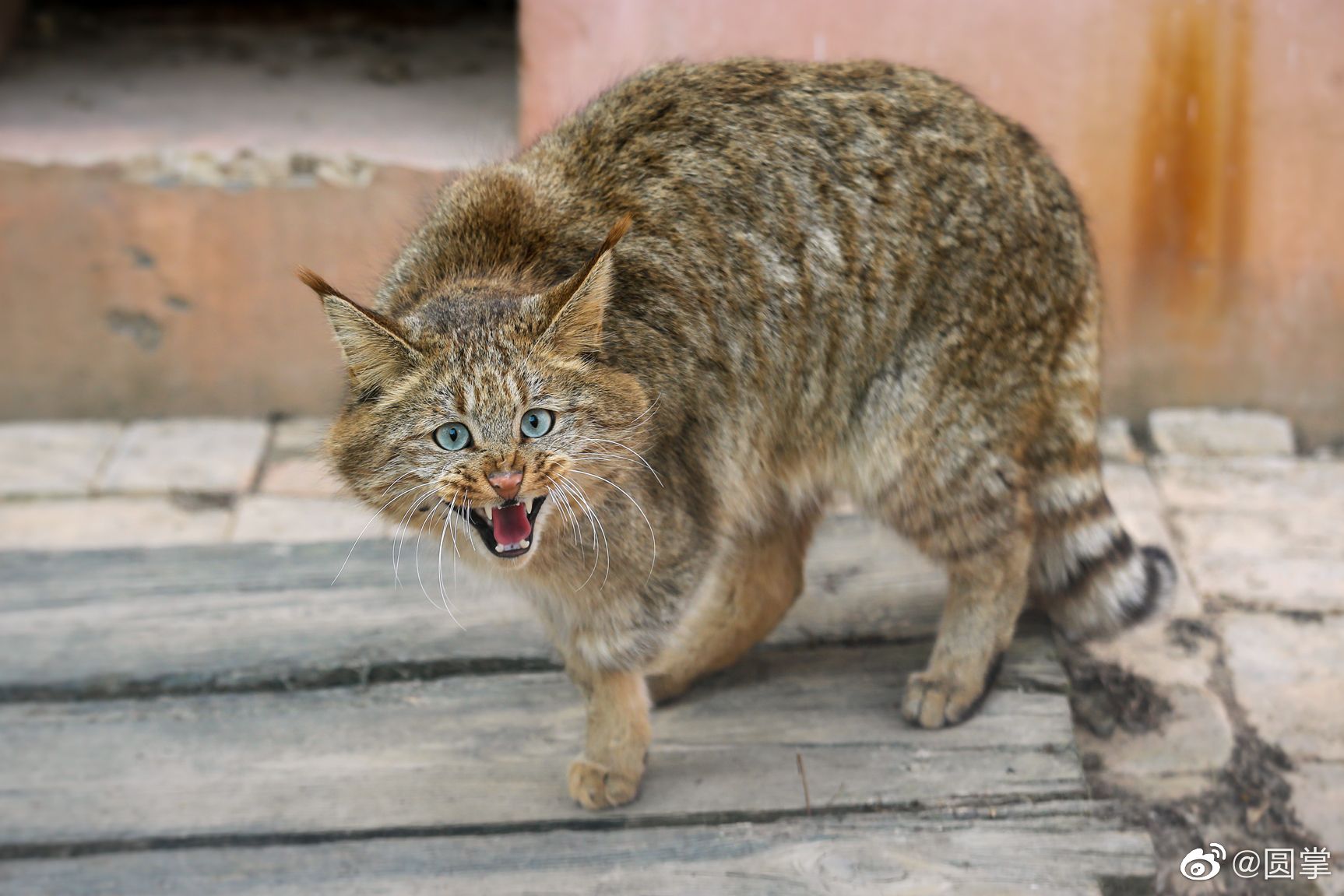 前几天饲养员拍到了一张荒漠猫站立的图片(图一)……_高清图集_新浪网
