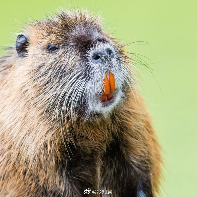 河狸的门牙里含有铁元素