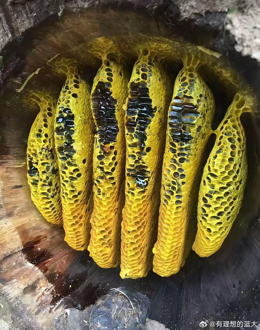 野生蜂蜜会过期吗?蜂蜜有保质期吗多久(野生蜂蜜有没有保质期)