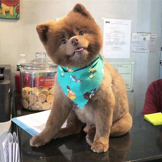 bertram是一只咖啡色的小博美长得就像一只小棕熊