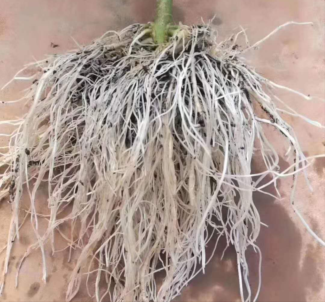 具体怎么做,预防蔬菜烂根死棵?