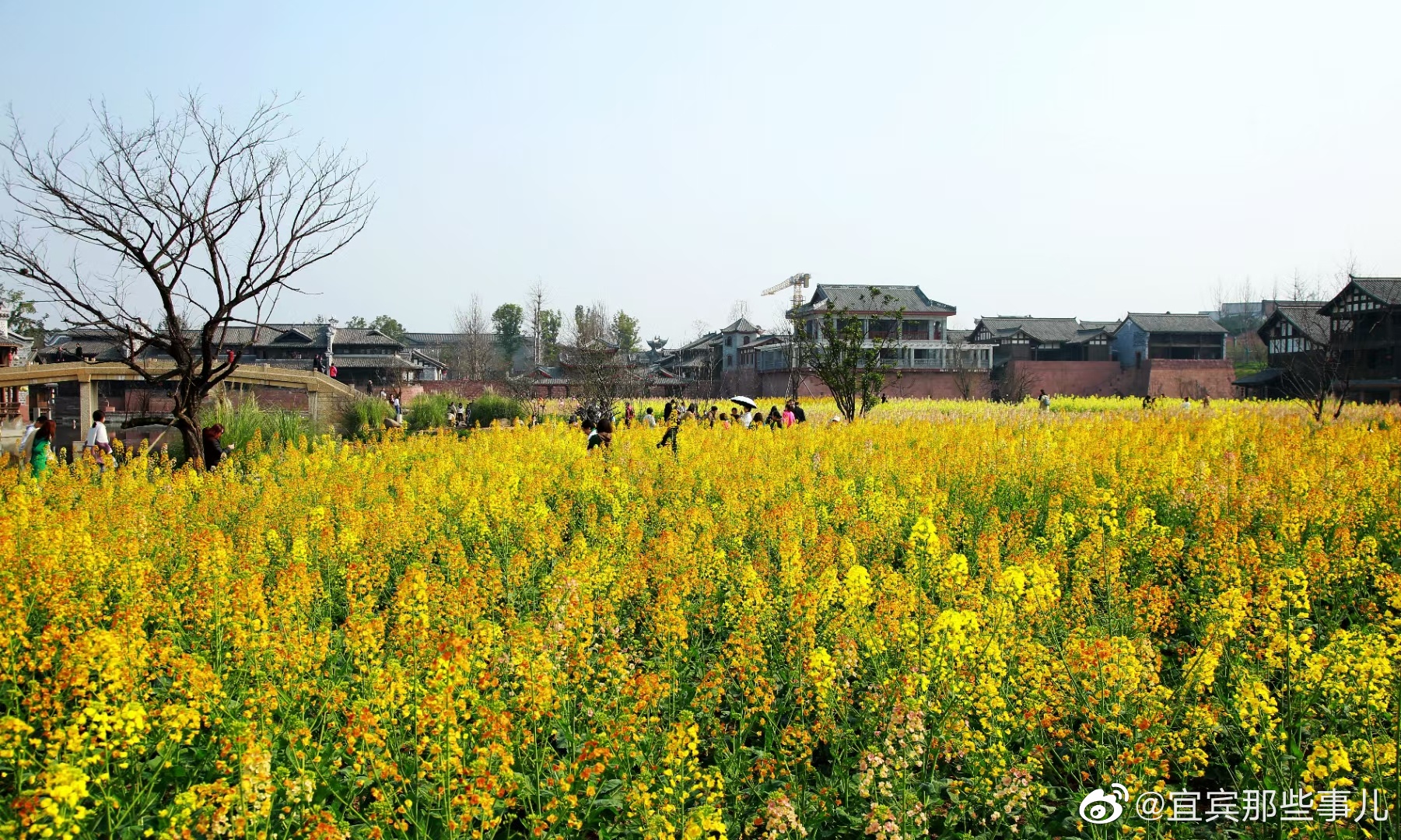 李庄月亮田景区的油菜花开了,约起!__财经头条