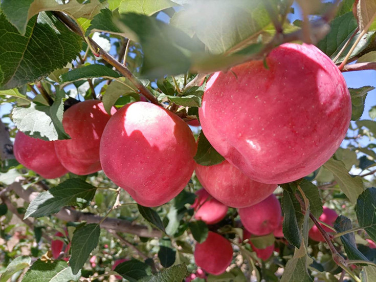 为老区人民办实事|延安网友建言拓展苹果销路获政府肯定