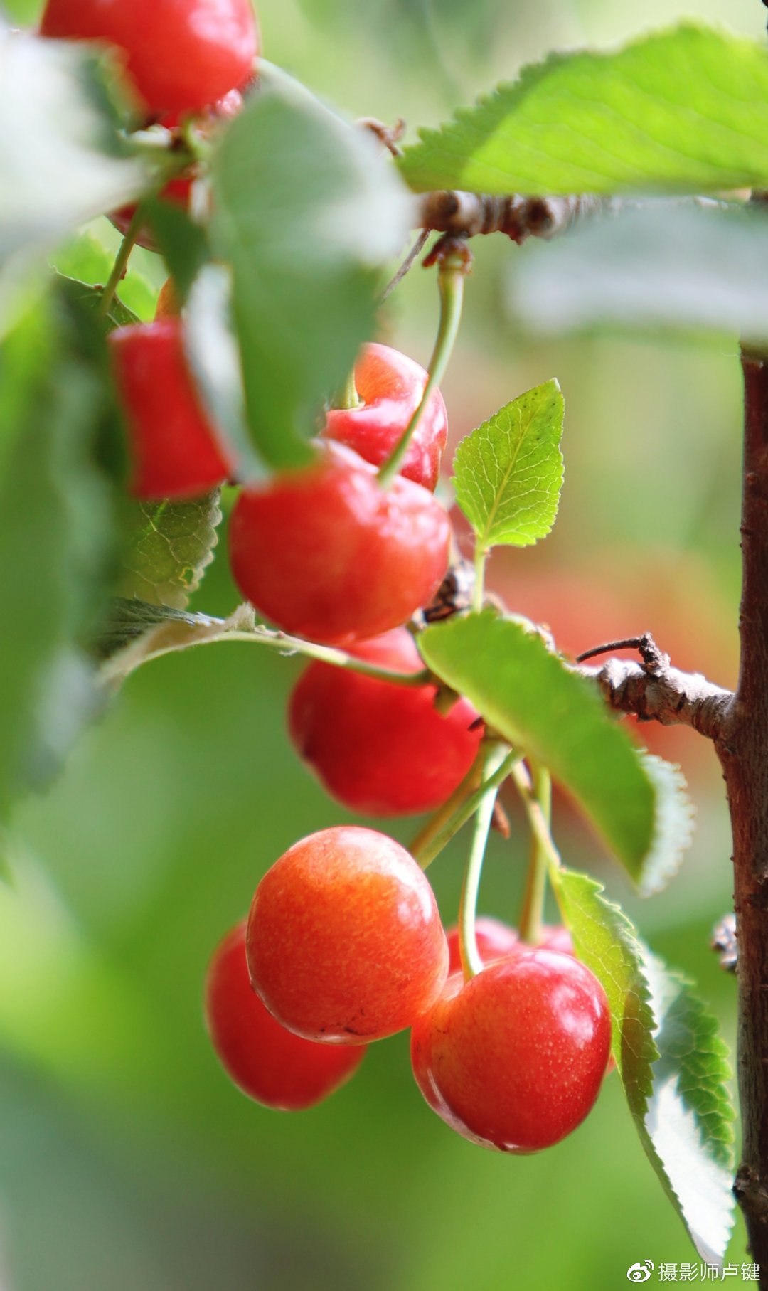 樱桃好吃义马当鲜义马市第十四届大樱桃文化艺术活动开幕