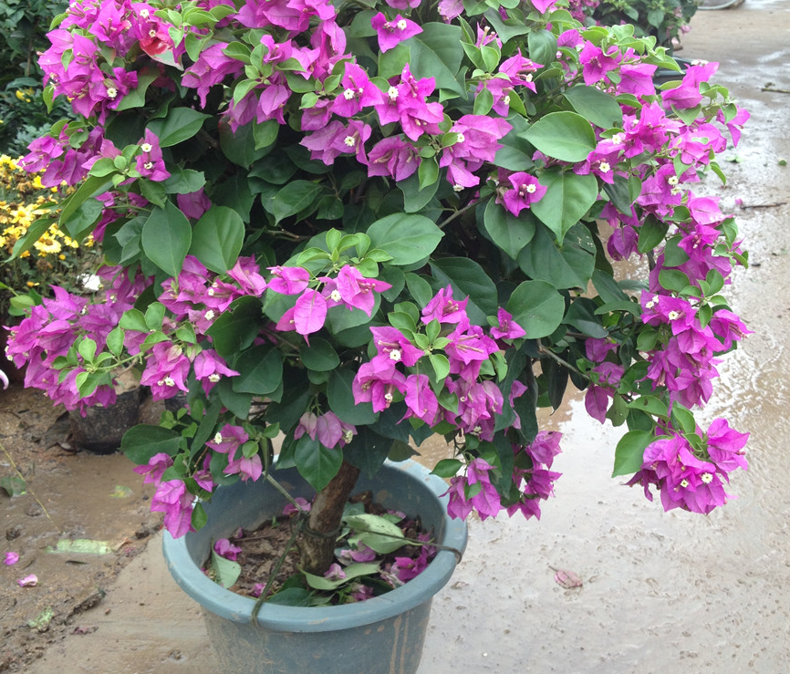 盆栽三角梅做好3件事枝叶茂开花多一连7个月满树花