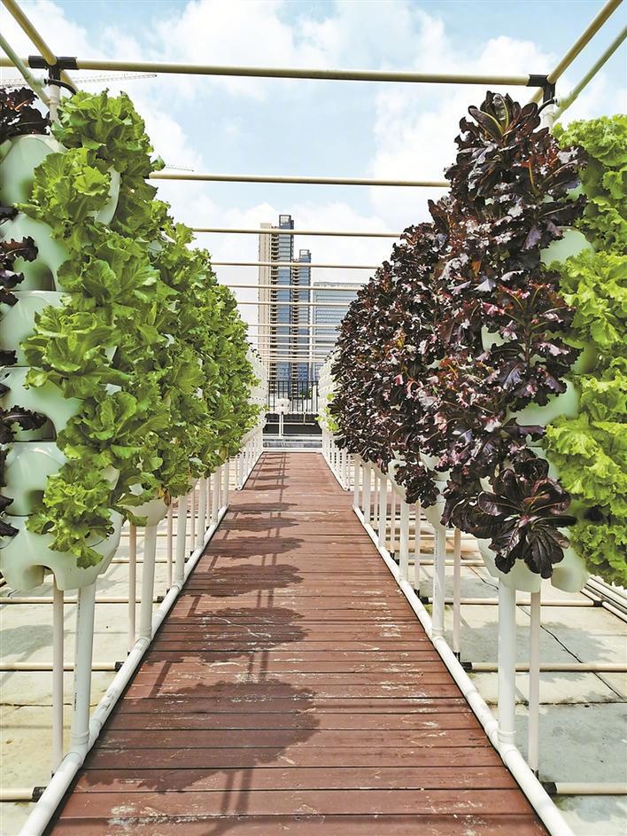 深晚荐读 | 快看!楼顶长出"菜园"啦