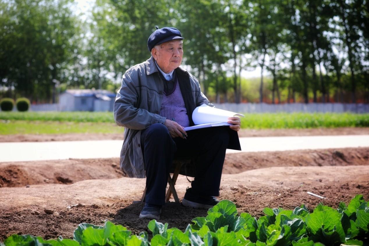 为洋白菜装上"中国芯"|方智远|甘蓝|育种_新浪新闻