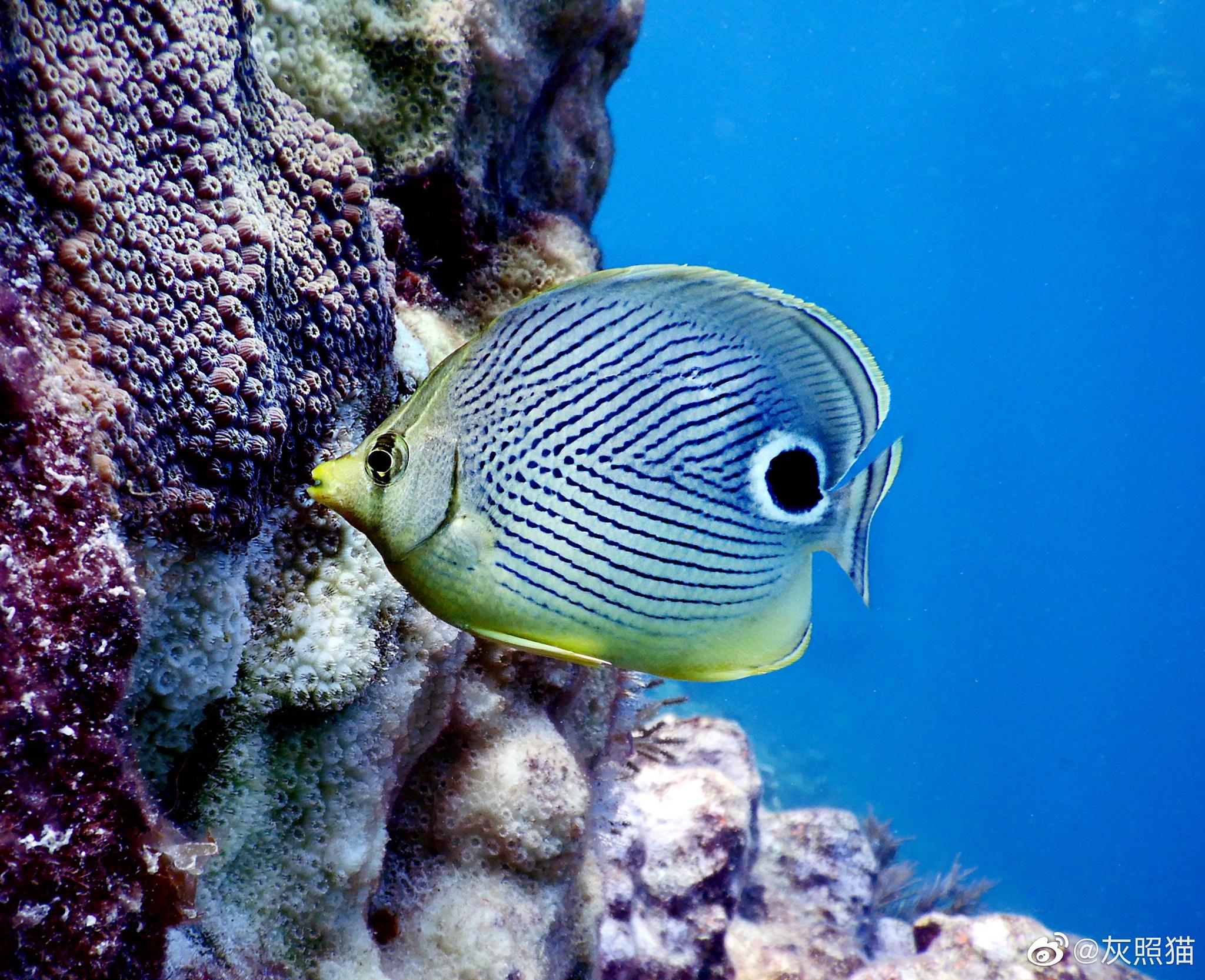 蝴蝶鱼科chaetodontidae