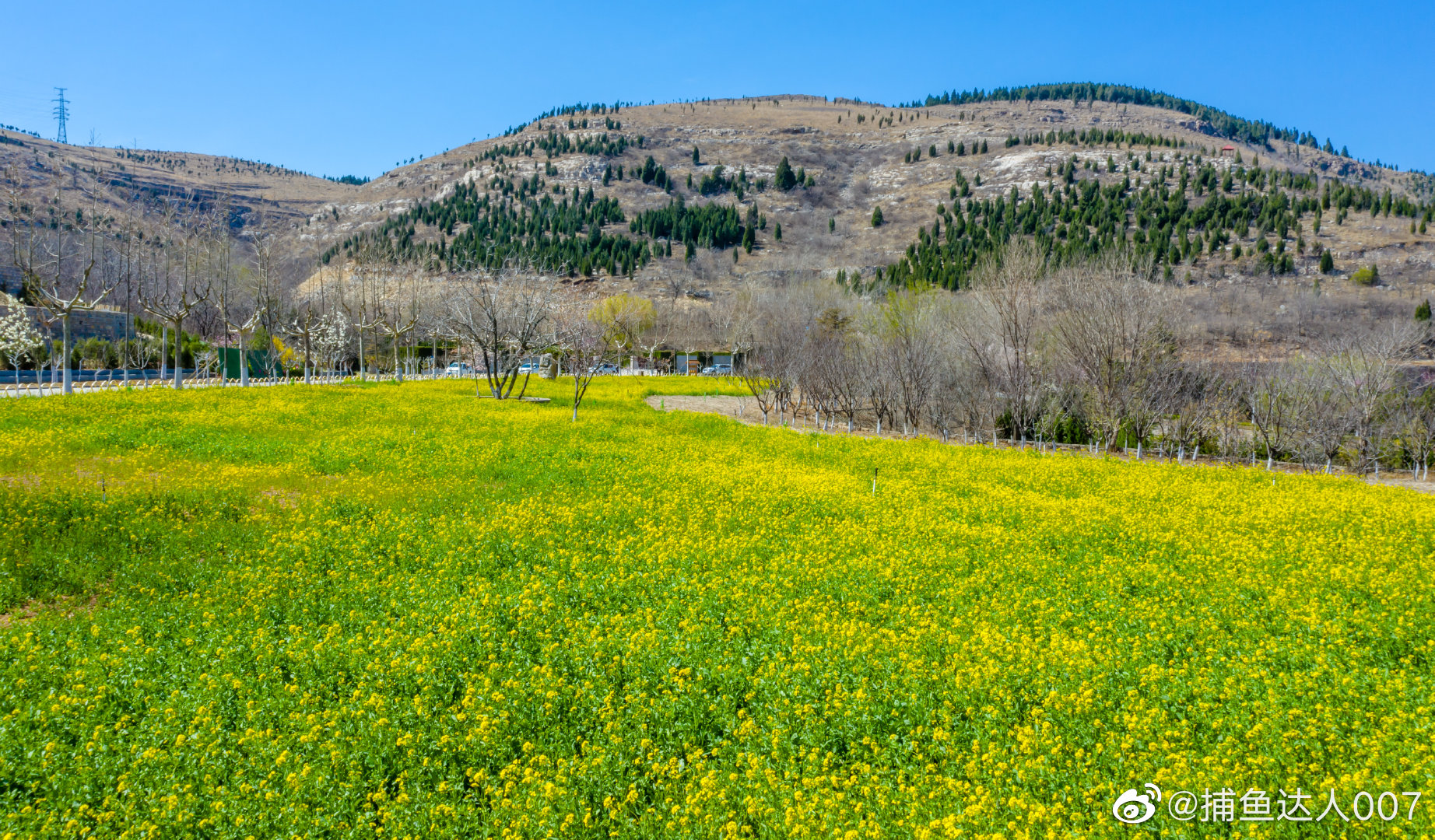 长清油菜花---拍摄于长清孝里福寿园