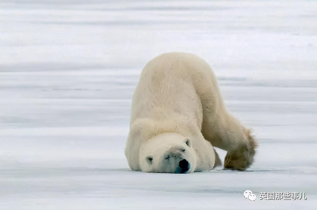 北极熊玩累了直接找块水面漂着放空这画风神似肥宅