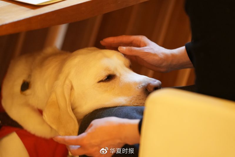 你是我的眼！“中国导盲犬”将赴北京冬残奥会休闲区蓝鸢梦想 - Www.slyday.coM