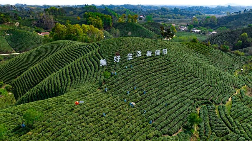 信阳毛尖茶全面开采|茶园|信阳市|欧阳_新浪新闻