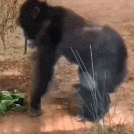 275_275gif 动态图 动图