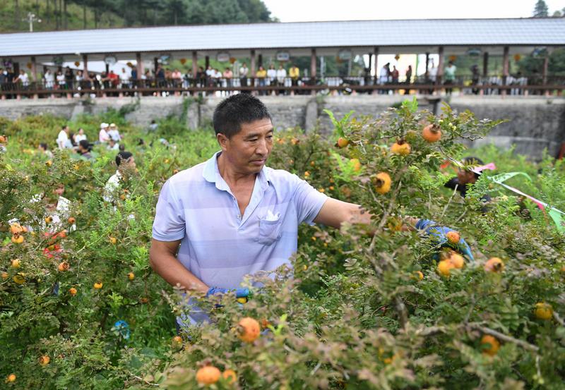 丰产又丰收!2023年贵州刺梨鲜果产量达35万吨,产值超180亿元|林业局|龙里县|贵州|鲜果|丰收_新浪新闻
