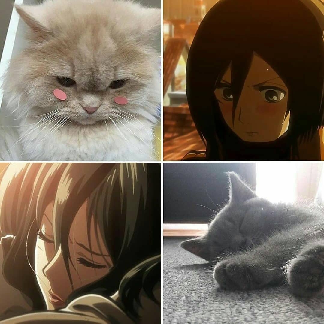 三笠女神和小喵喵神同步_高清图集_新浪网