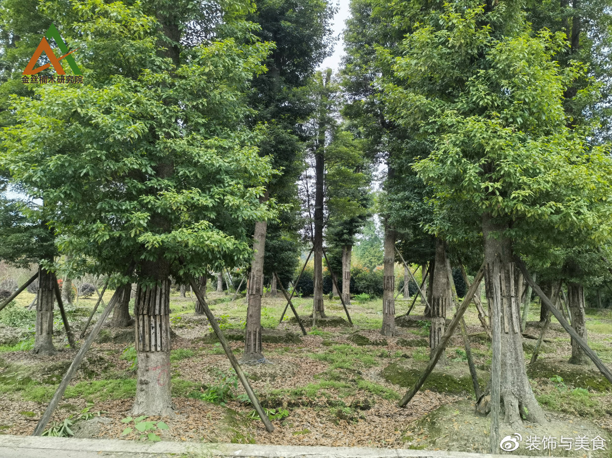 小叶桢楠树苗种植 金丝楠木“飞入寻常百姓家”|武汉市|楠木|桢楠树|桢楠|金丝楠木|百姓家|树种|林可|天然林|闽楠|润楠|种植户_新浪新闻
