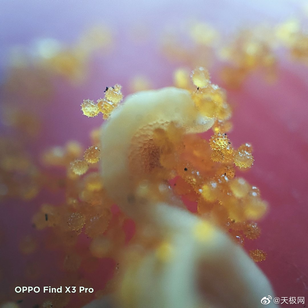 oppo find x3 系列这次60x的显微镜可真是够玩儿一阵了~……__财经