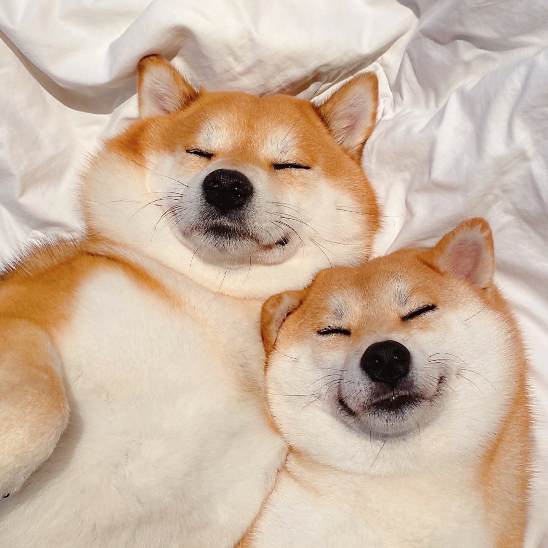 狗狗头像情侣头像