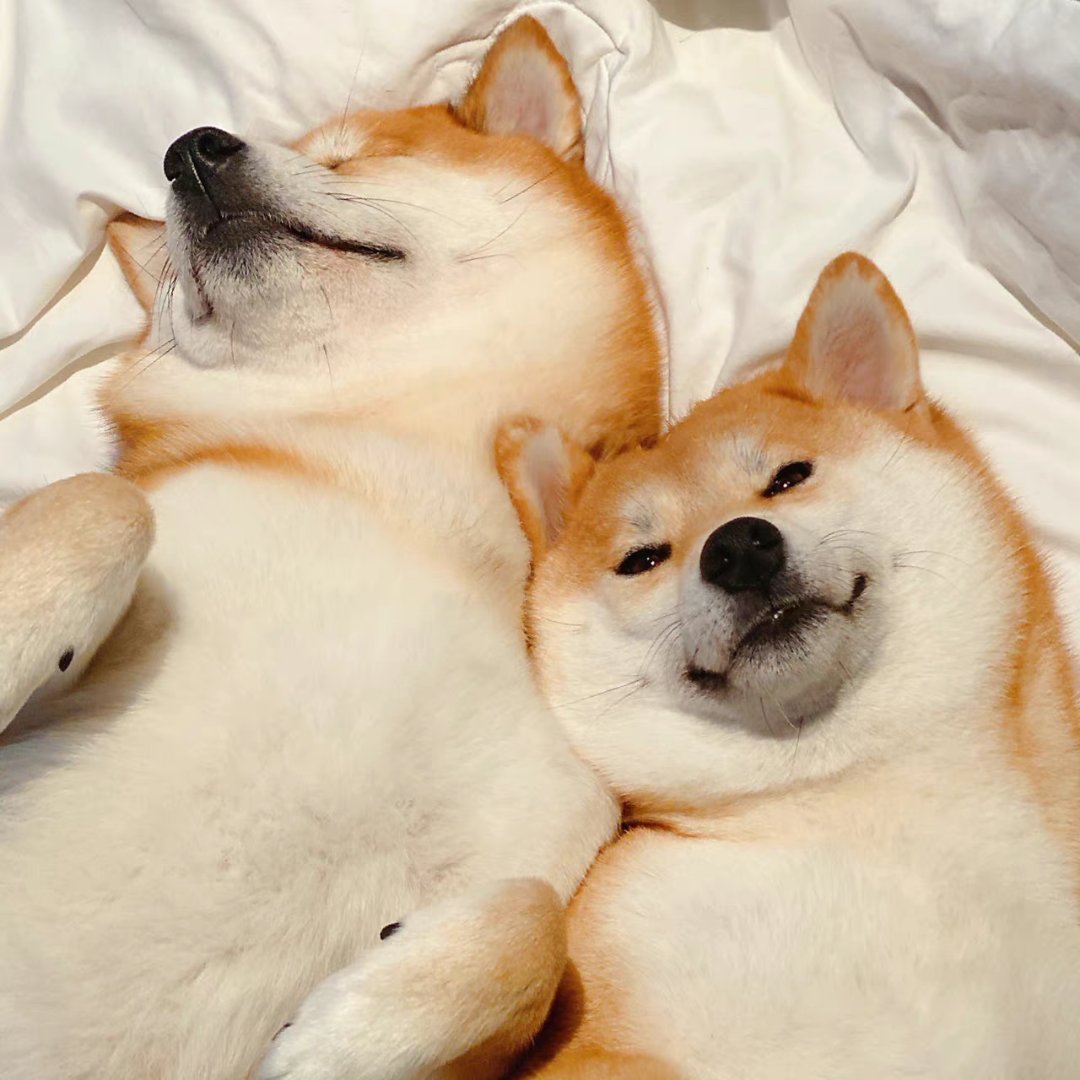 狗狗头像情侣头像
