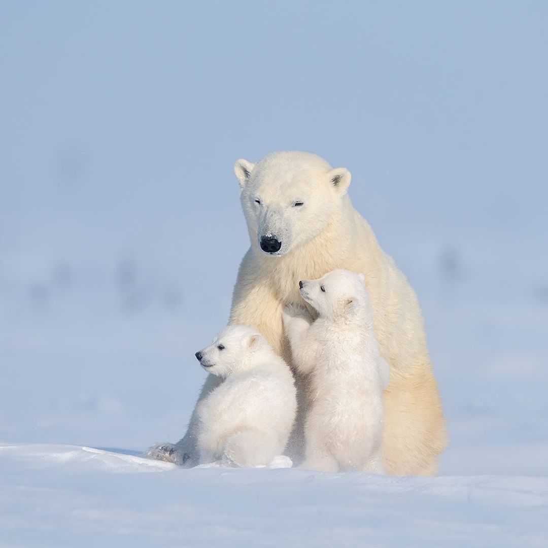 瓦普斯克国家公园里的北极熊一家
