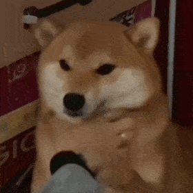 分享表情包拿图吱声嗯嗯崽阿爸对你很失望今天不提肛