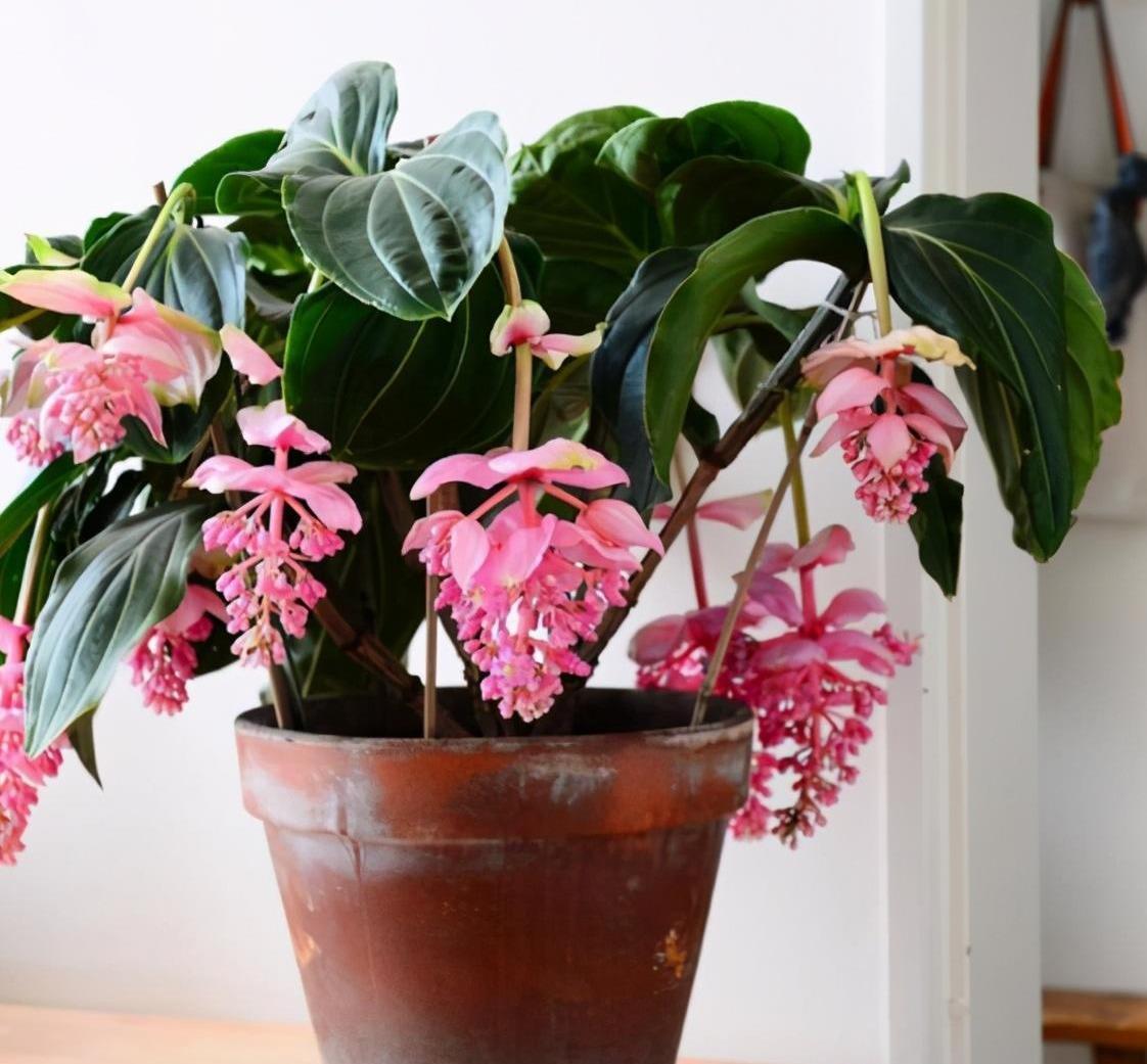 栀子花|土壤|宝莲灯_新浪新闻