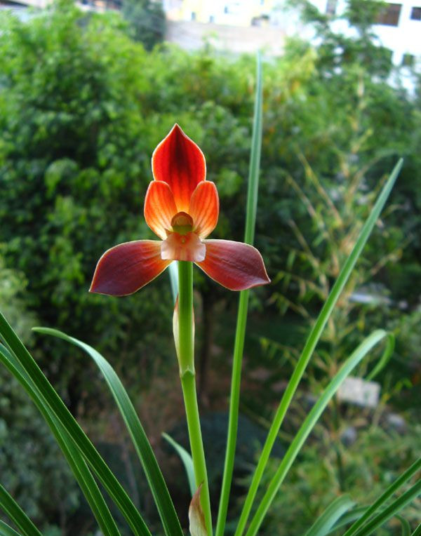 兰花名品"红河红",花色艳丽,植株优美!