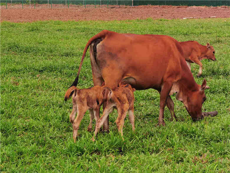 广州幸福犇牛牧场母牛喜诞双胞胎,这个机率只有五万分之一|母牛