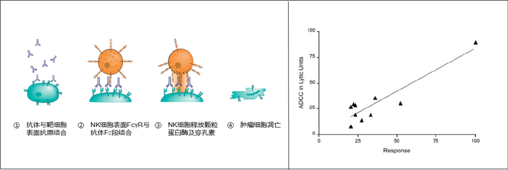 增强抗体亲和力及ADCC的新机制