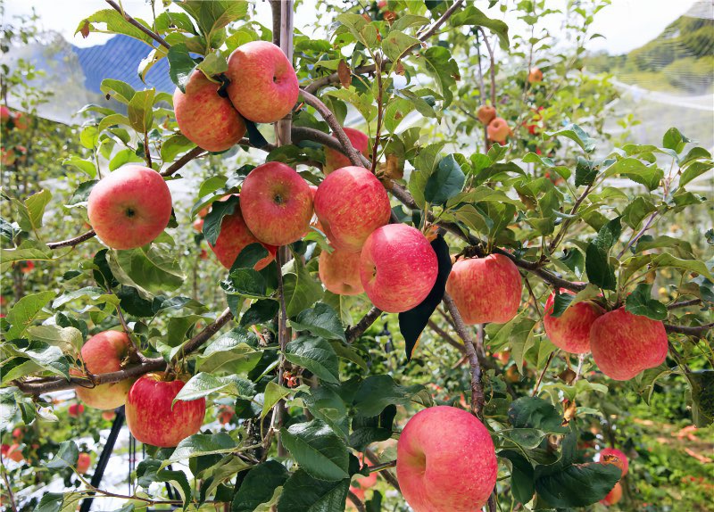 农旅融合下的"美人脆"苹果 .