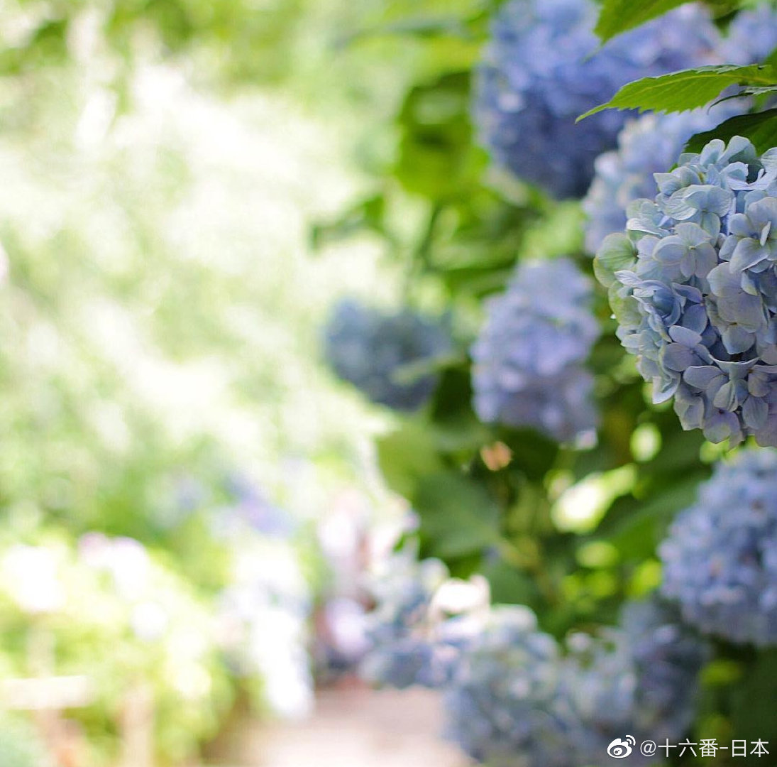 镰仓明月院 镰仓明月院