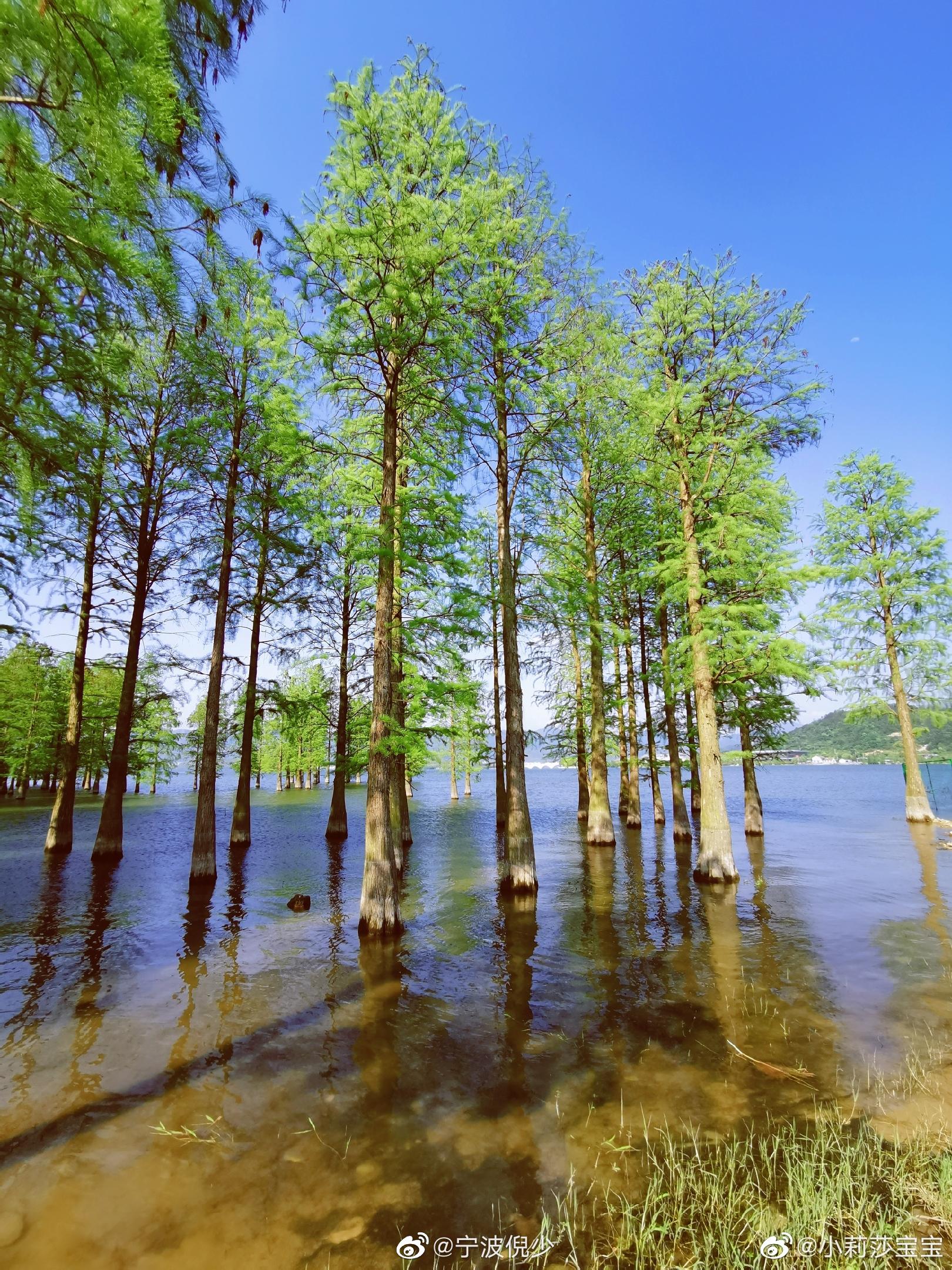 投稿:拍摄于余姚红杉林,影是水中树,树是水中影