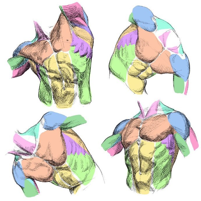 人体结构 |twi:kato_anatomy